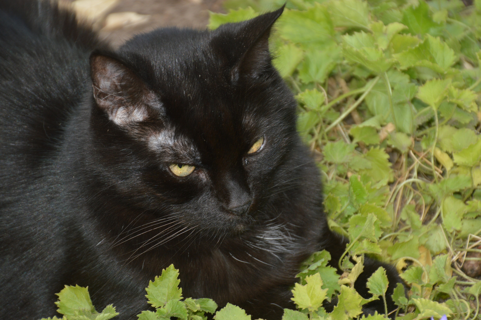 Unsere Katze im Garten