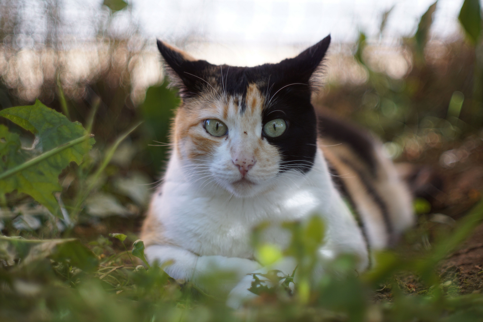 Unsere Katze im Garten