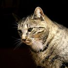 Unsere Katze im Rampenlicht