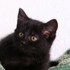 Unsere Katze Lilli