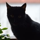 Unsere Katze Lilli