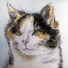 Unsere Katze Lilli