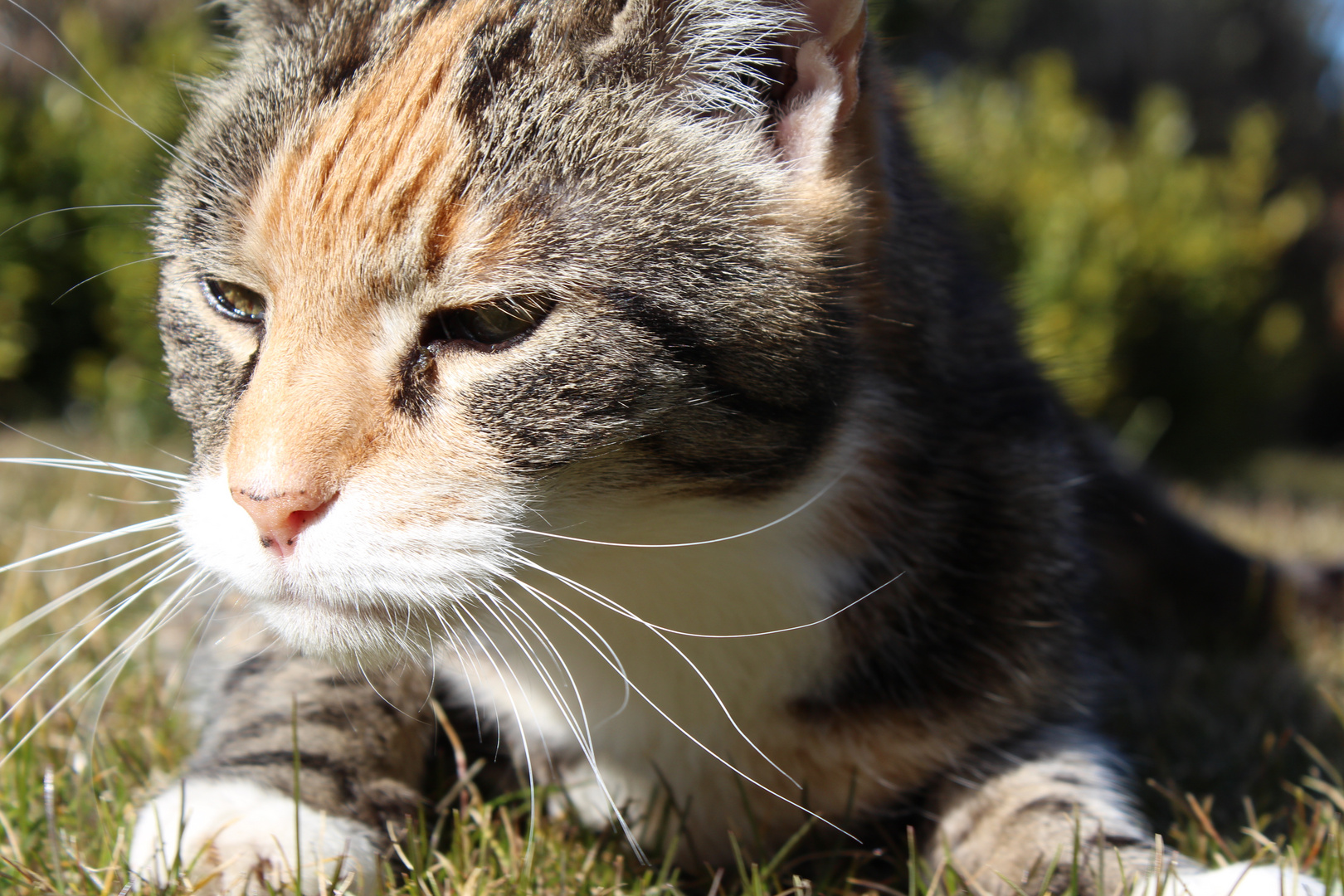 Unsere Katze nutzt die Sonne auch aus