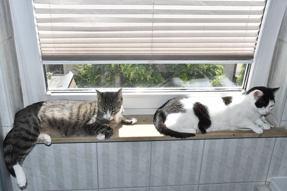 Unsere Katzen Kiki und Gina ...