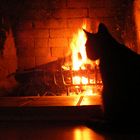 Unsere Katzen lieben das Feuer im Kamin