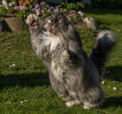 Unsere KATZENDIRIGENTIN