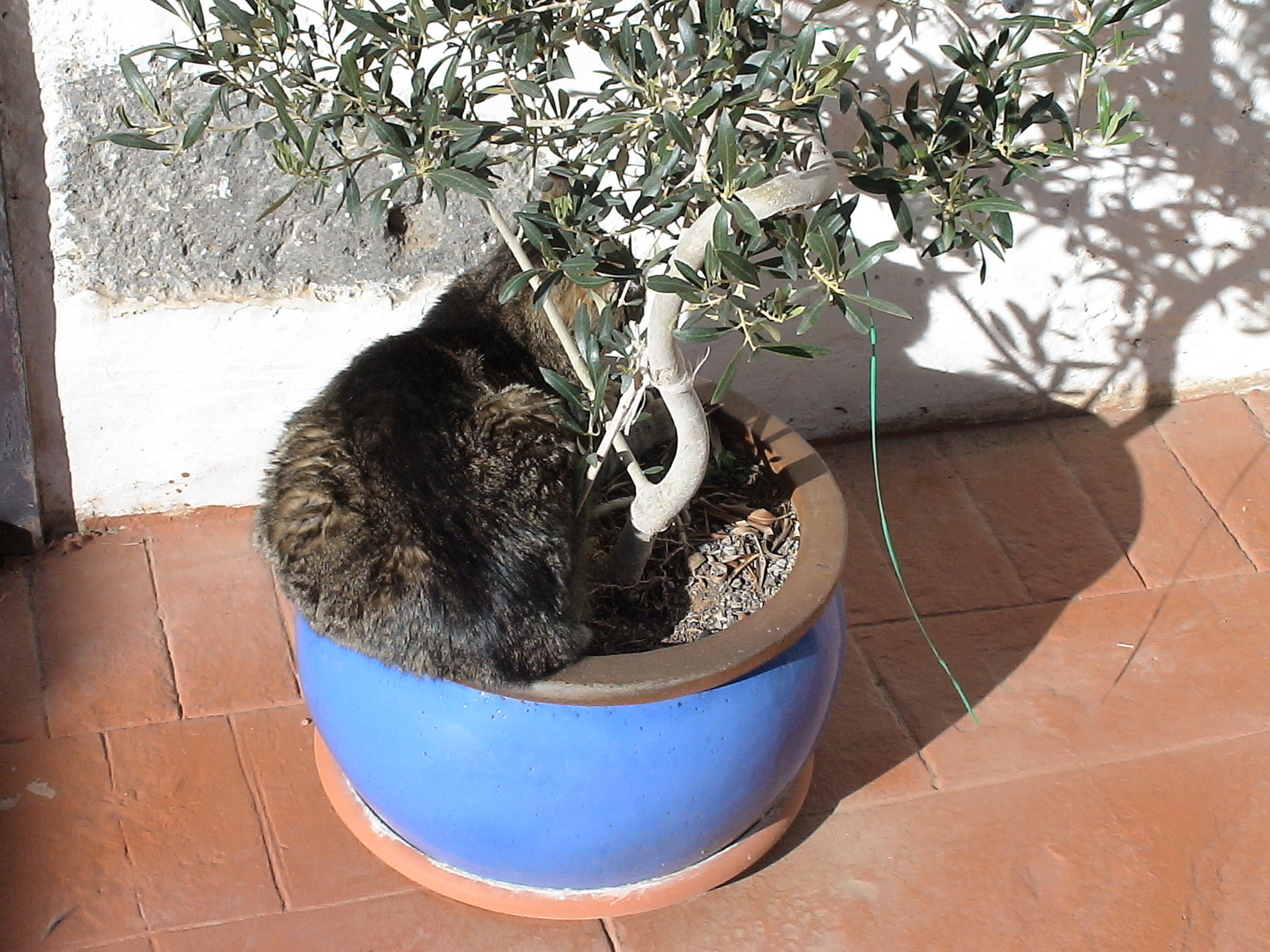Unsere Katzi im Oliventopf