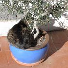 Unsere Katzi im Oliventopf