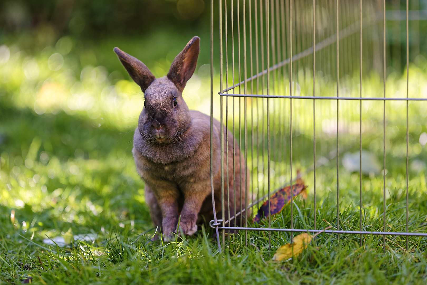 Unsere Kicki im Garten