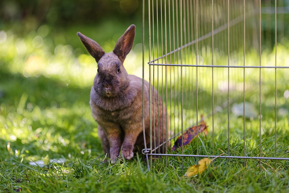 Unsere Kicki im Garten