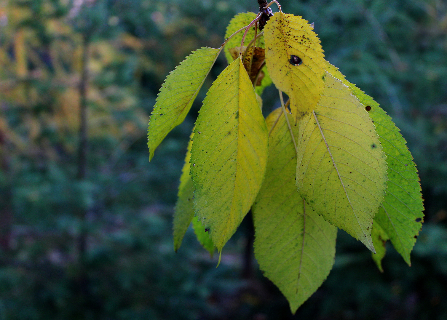 unsere Kirsche im Herbst ...