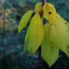 unsere Kirsche im Herbst ...