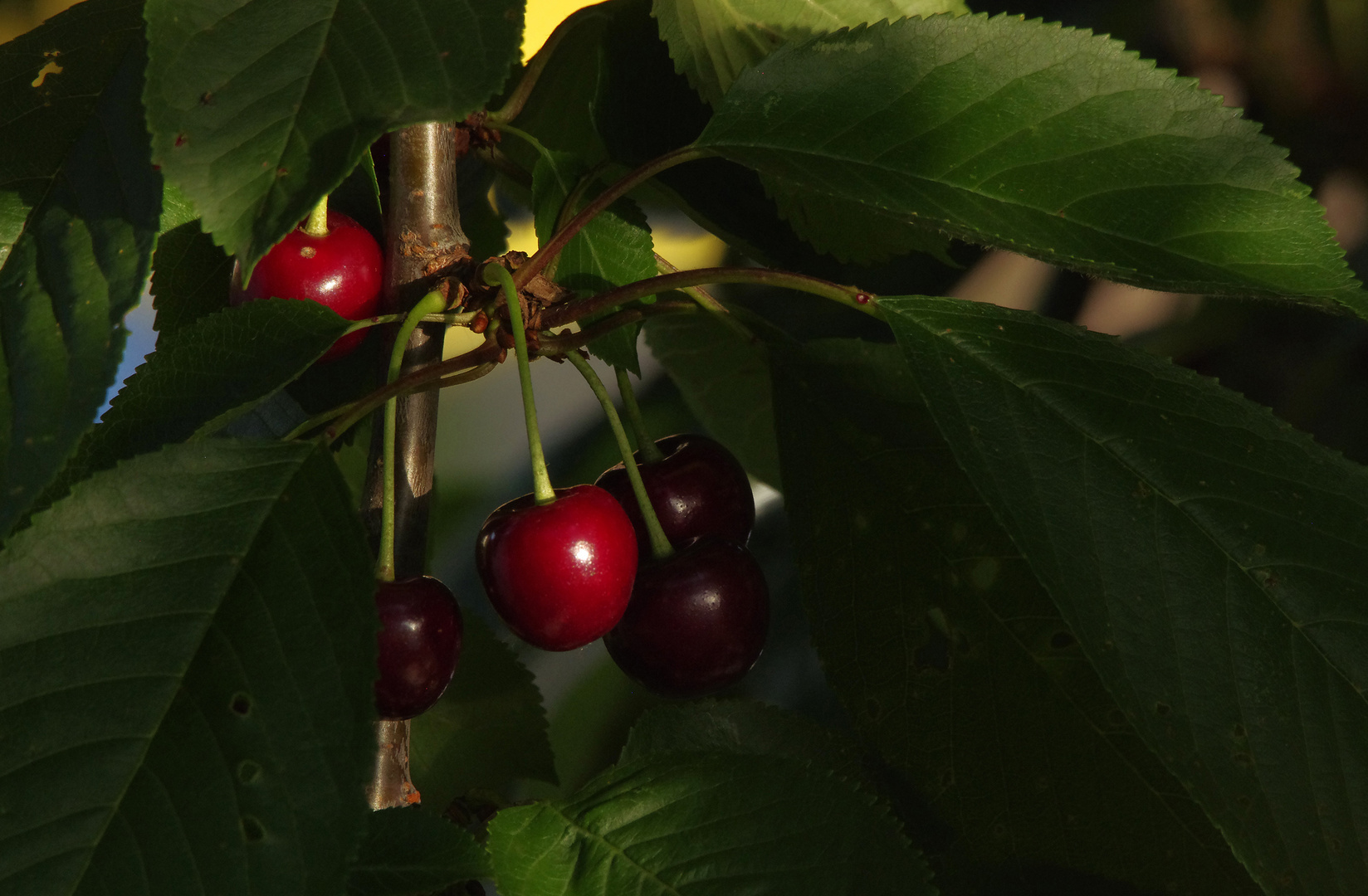 ...unsere Kirschen im Abendlicht