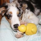 Unsere kleine Aussie 2