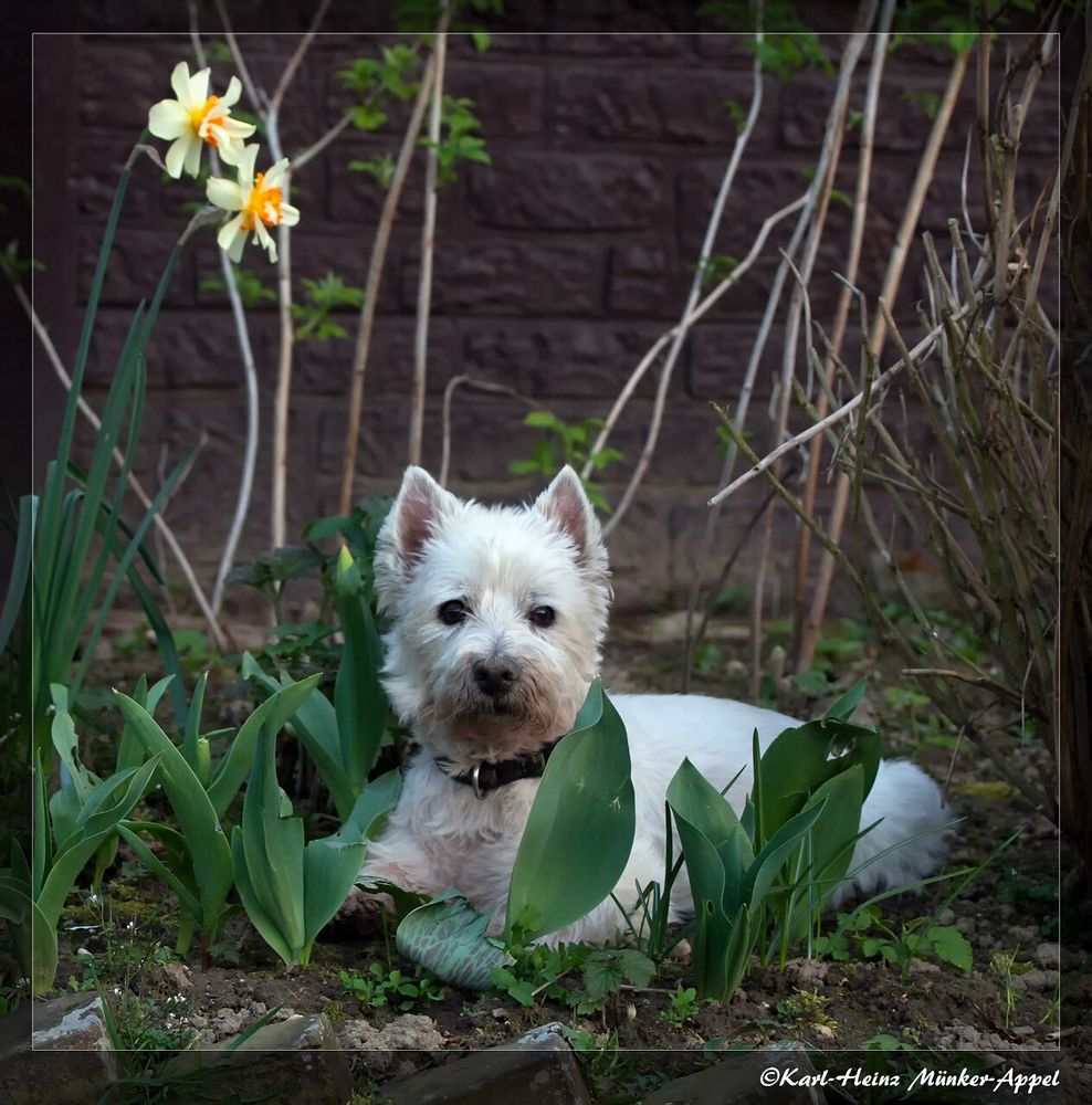 Unsere kleine Dame