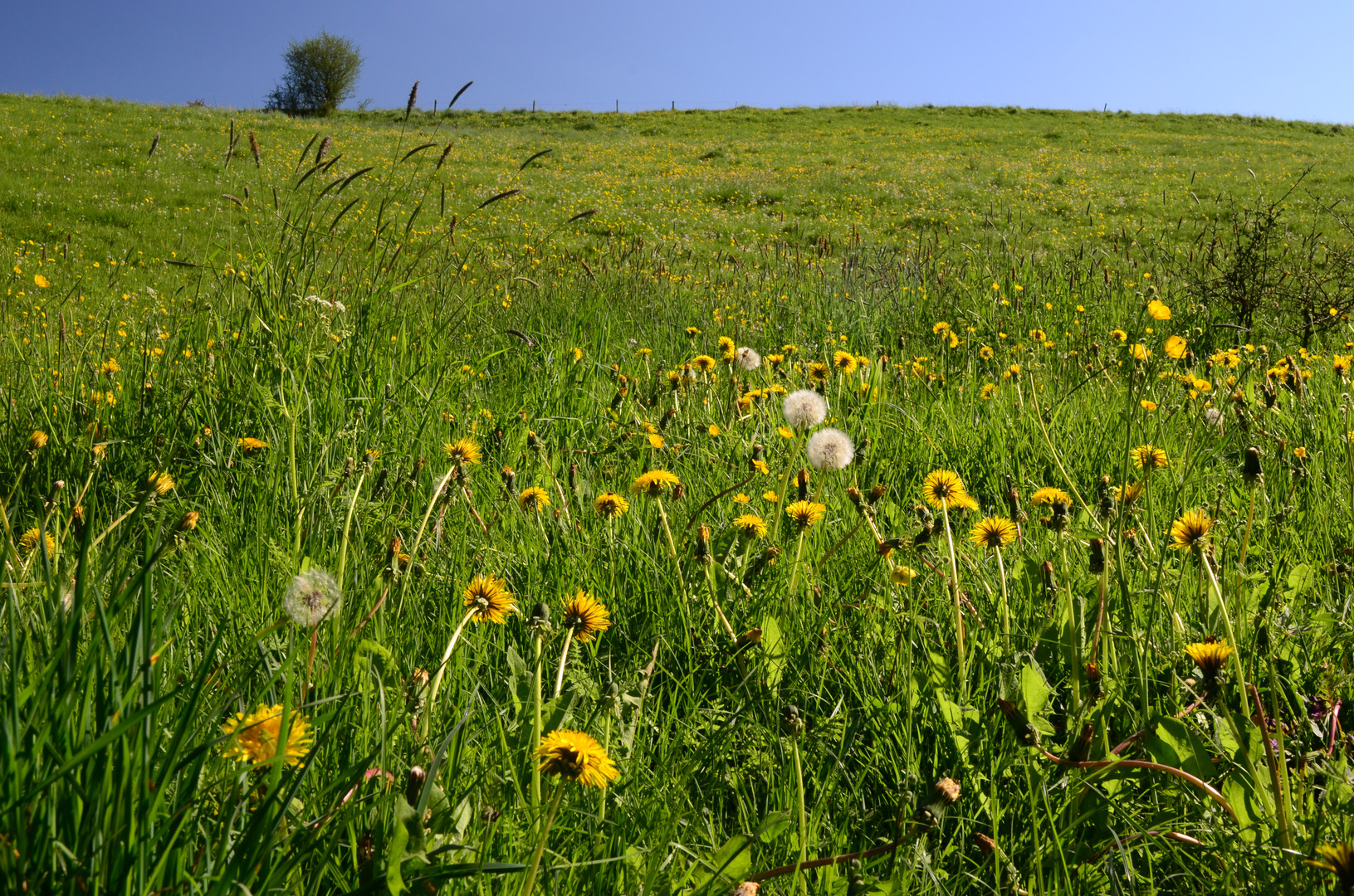 Unsere kleine Farm! - Meine FAV-Serie der Kindheit! - *mit Michael Landon* :-)