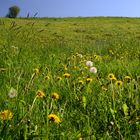 Unsere kleine Farm! - Meine FAV-Serie der Kindheit! - *mit Michael Landon* :-)