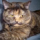 Unsere kleine Missy,