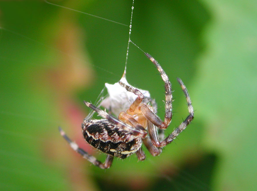 Unsere kleine Spinne II