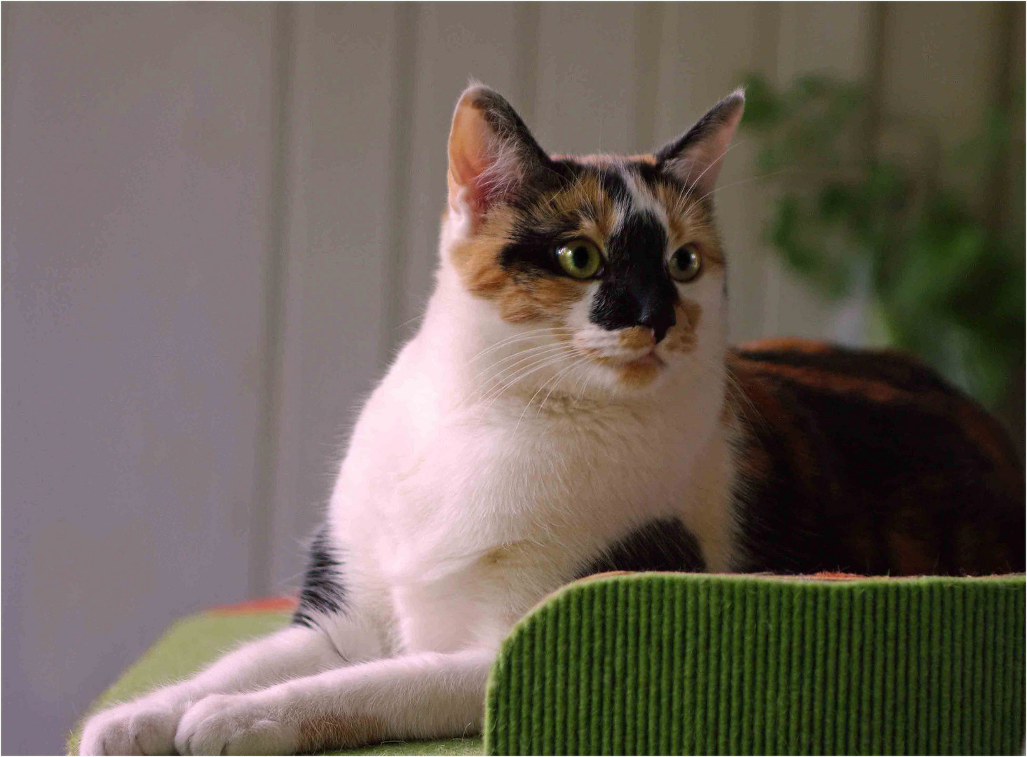 Unsere Kleine Susse Foto Bild Tiere Haustiere Katzen Bilder Auf Fotocommunity