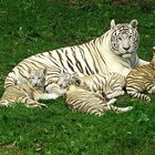 Unsere kleine Tigerfamilie