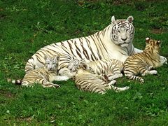 Unsere kleine Tigerfamilie