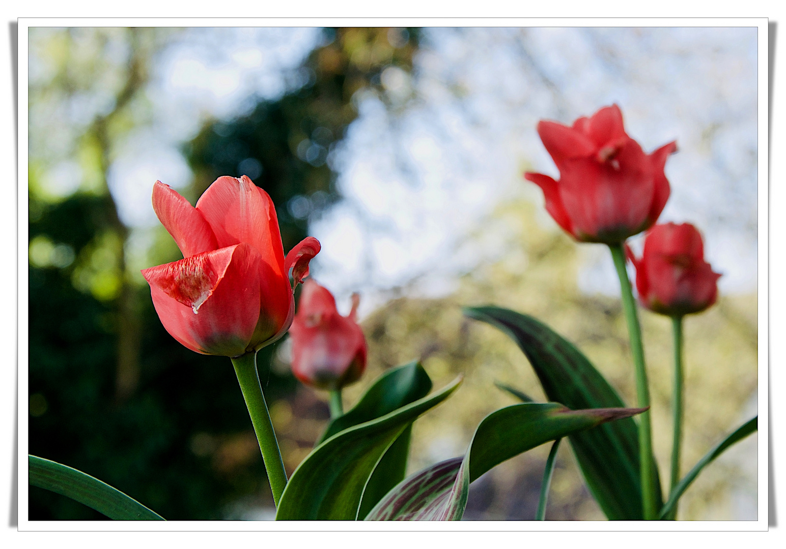 Unsere kleinen Balkontulpen