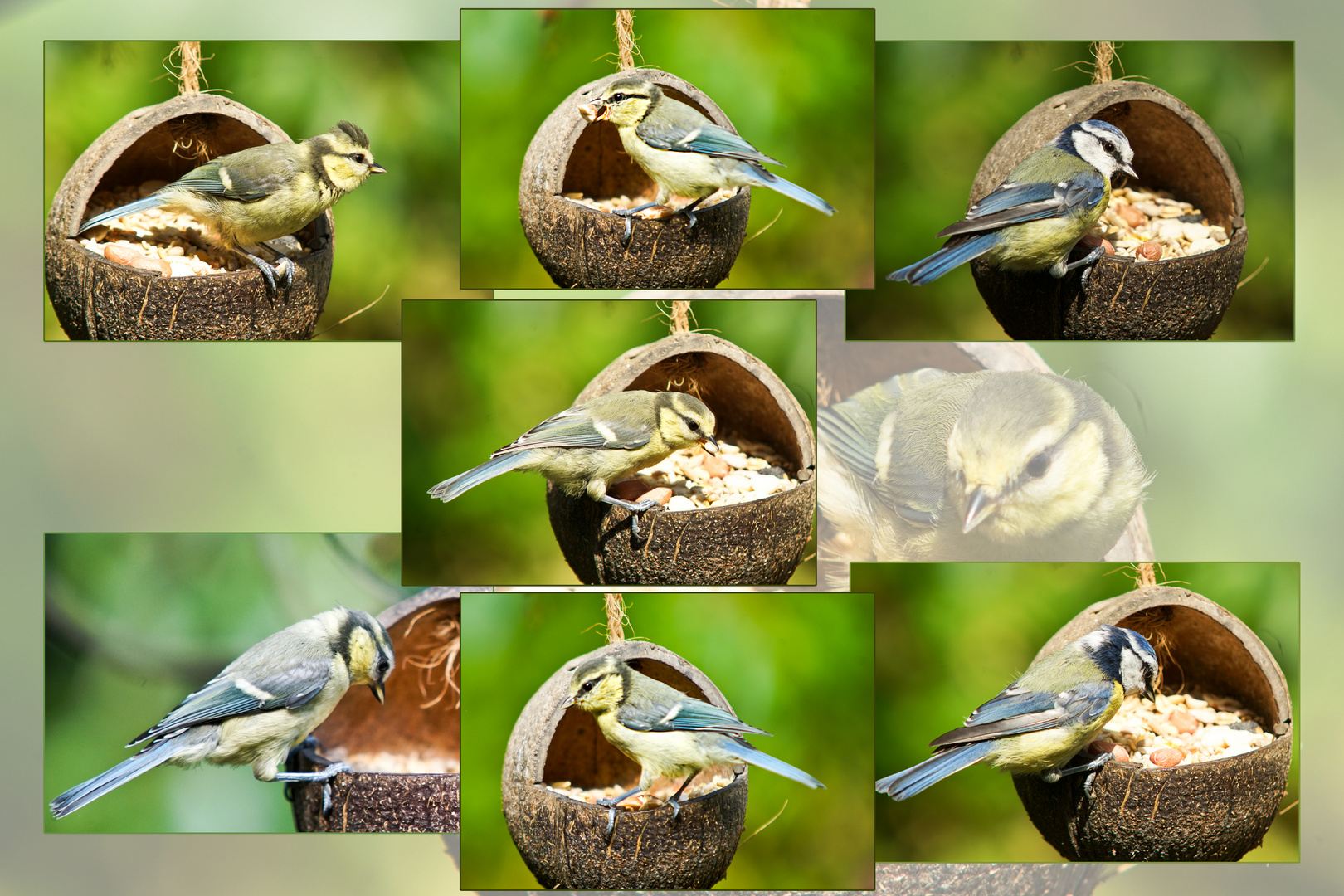 Unsere kleinen Blaumeisen