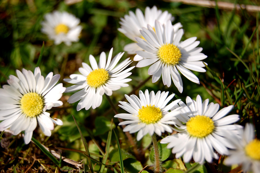 Unsere kleinen Gänseblümchen ;)