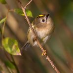 Unsere Kleinsten - das Wintergoldhähnchen