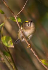 Unsere Kleinsten - das Wintergoldhähnchen