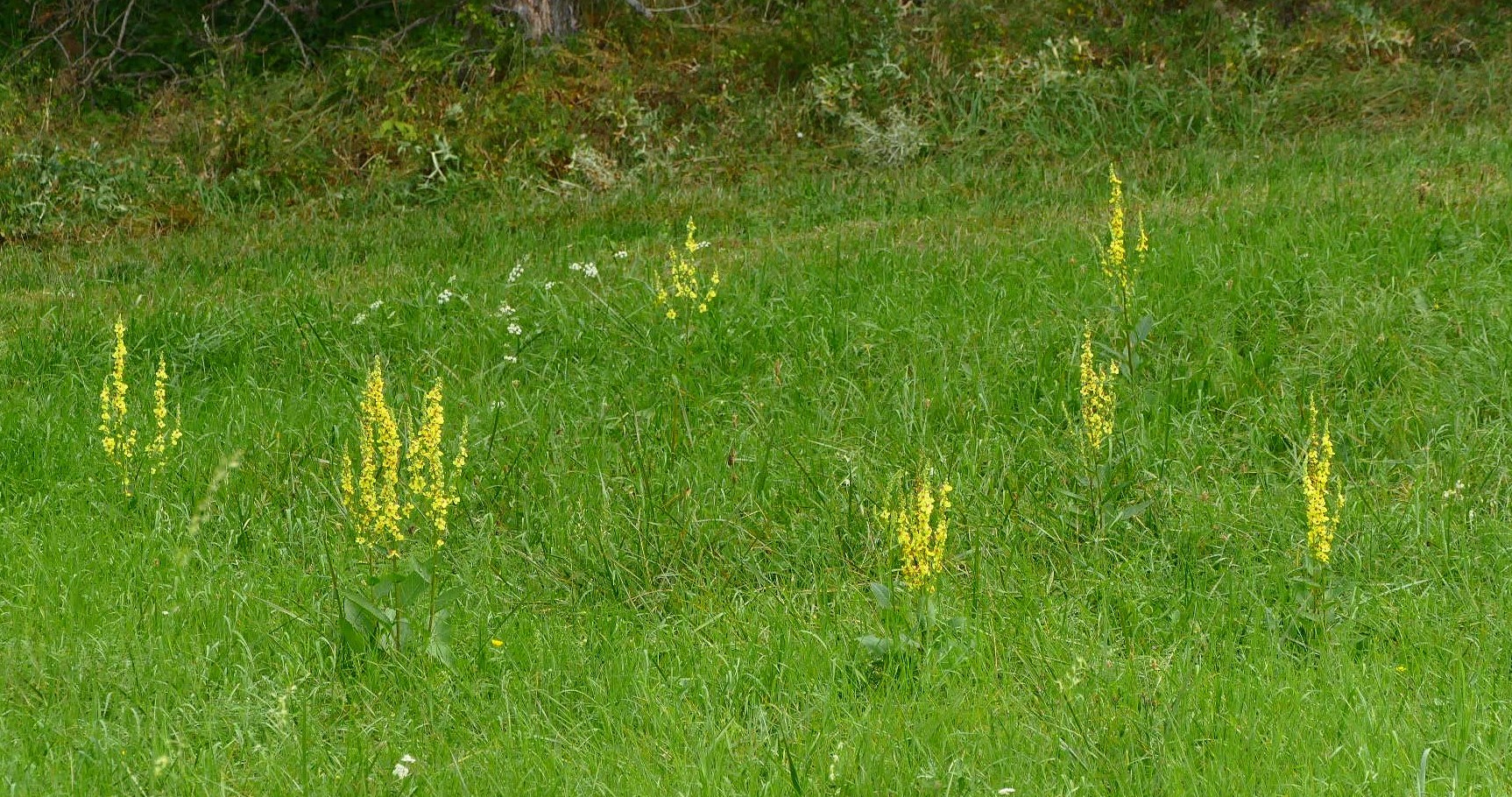 Unsere Königskerzenwiese