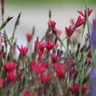 Unsere Kräuterschnecke - in Blüte