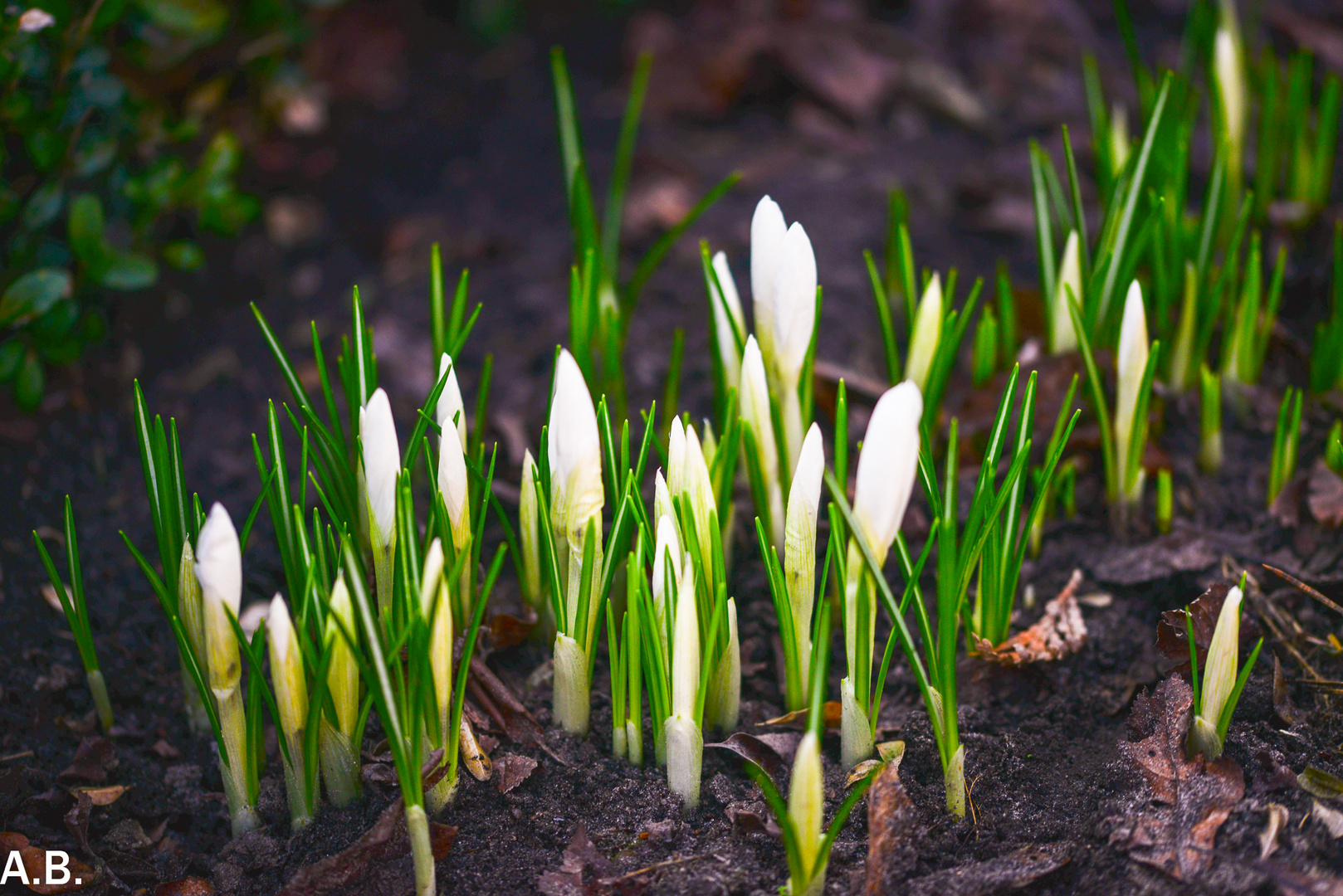 Unsere Krokusse