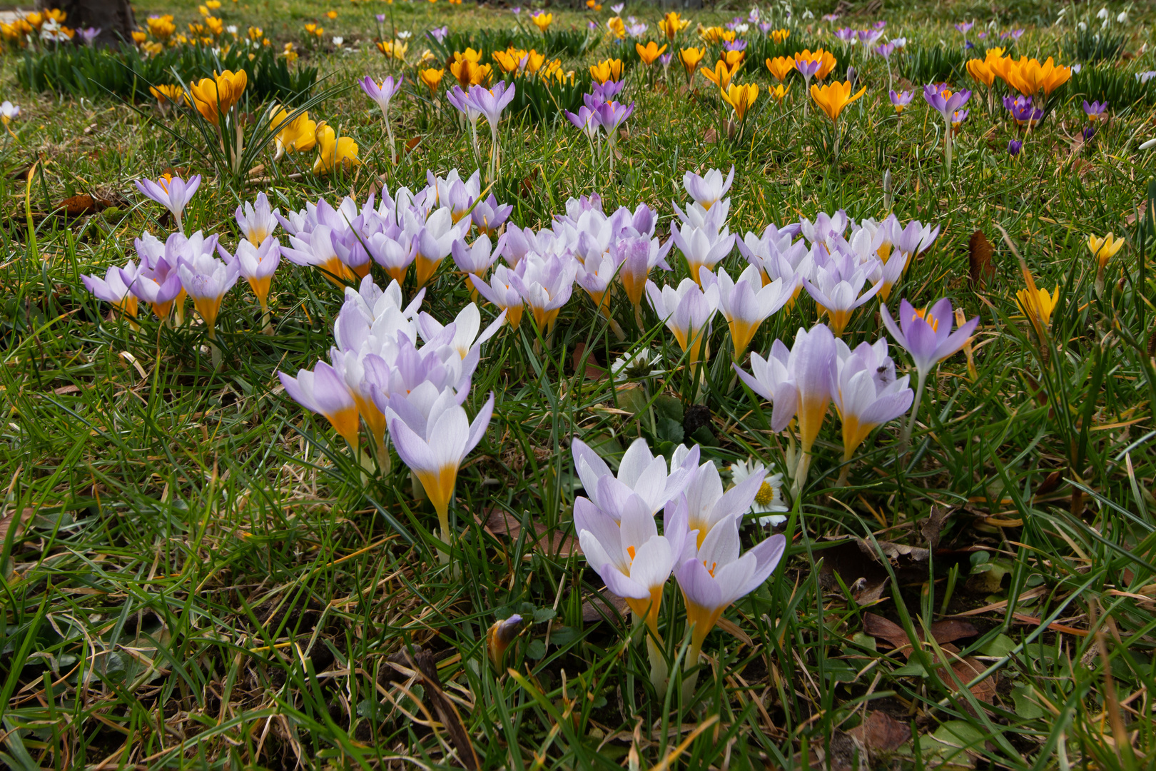 Unsere Krokuswiese