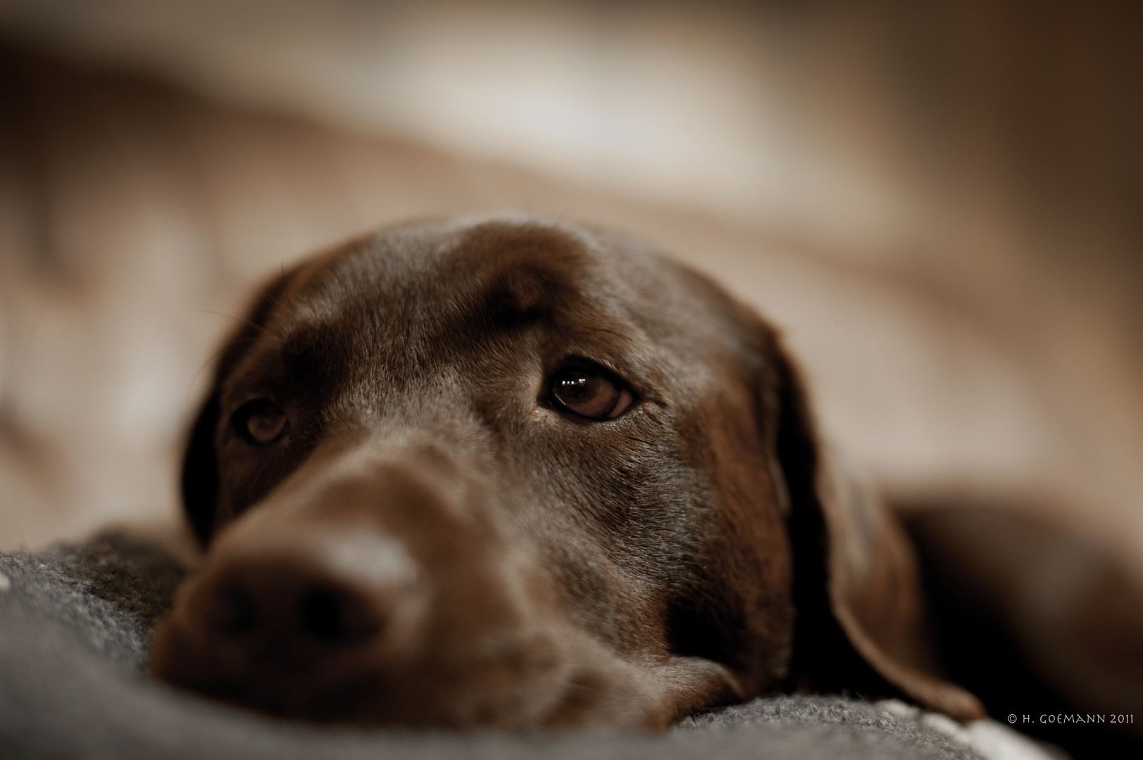 Unsere Labradorhündin Maja