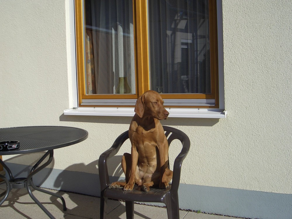 Unsere Lena beim bräunen ! (magyar viszla)