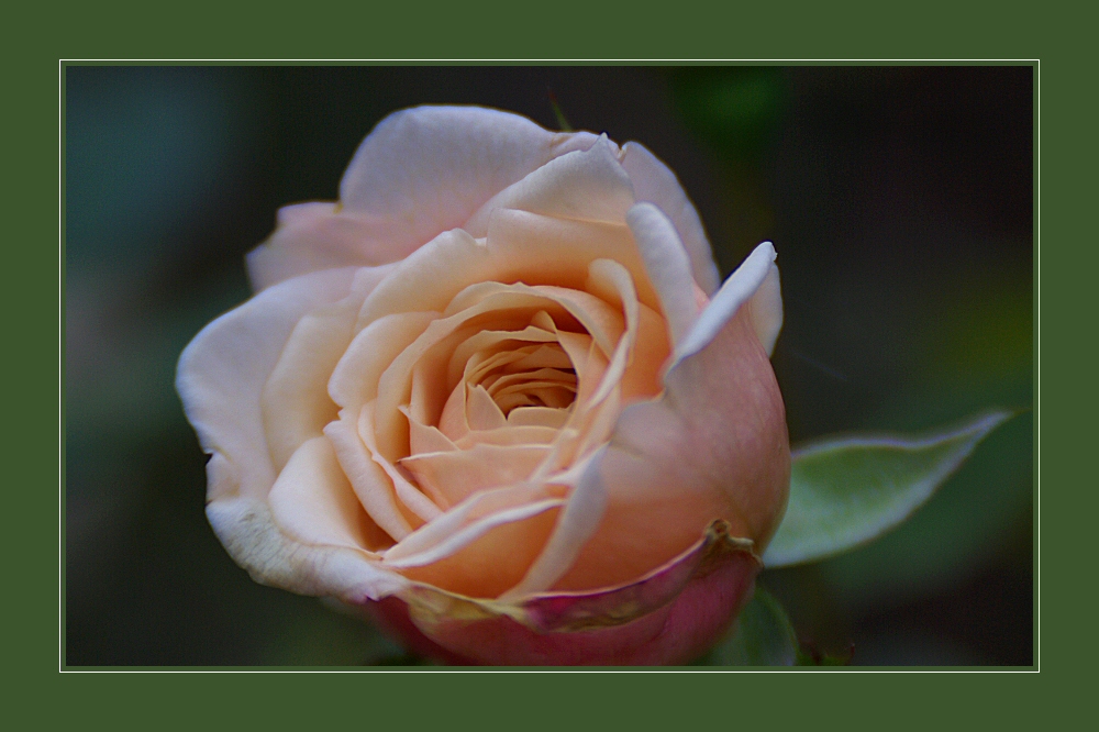 Unsere letzte Rose im Garten