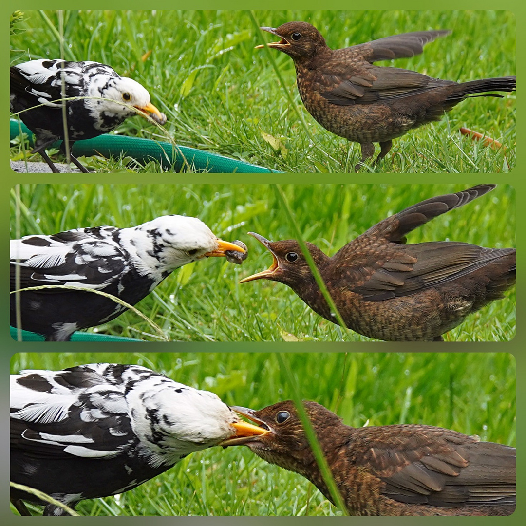 "Unsere" leuzistische Amsel füttert ihren Nachwuchs