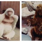 Unsere Lieblinge im Zoo von Barcelona  1979