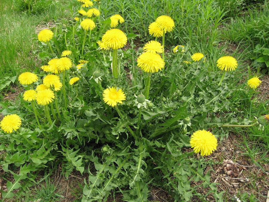 Unsere "Lieblingsblumen" im Garten