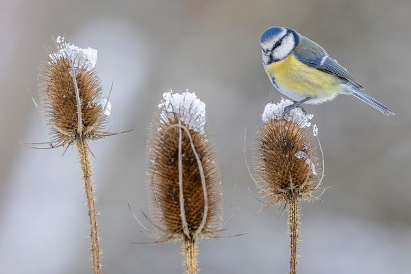 Unsere Lieblingsmeise 2