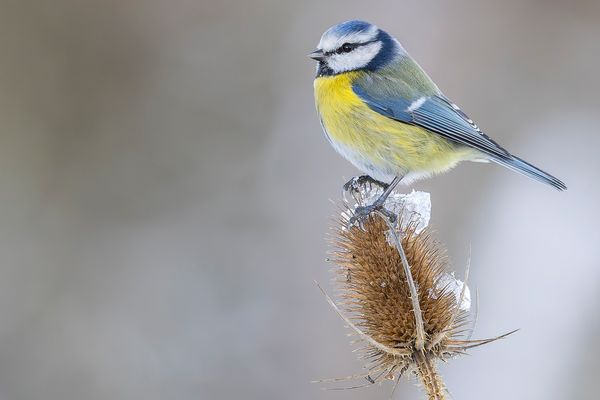 Unsere Lieblingsmeise...