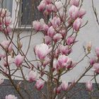 unsere Magnolie