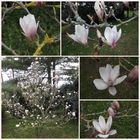 Unsere Magnolie