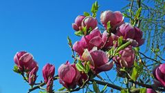 Unsere Magnolie hat dieses Jahr besonders reich geblüht...