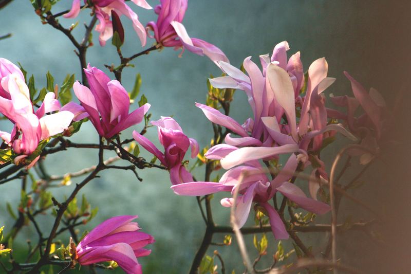 Unsere Magnolie im Morgenlicht....