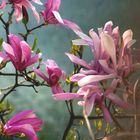 Unsere Magnolie im Morgenlicht....