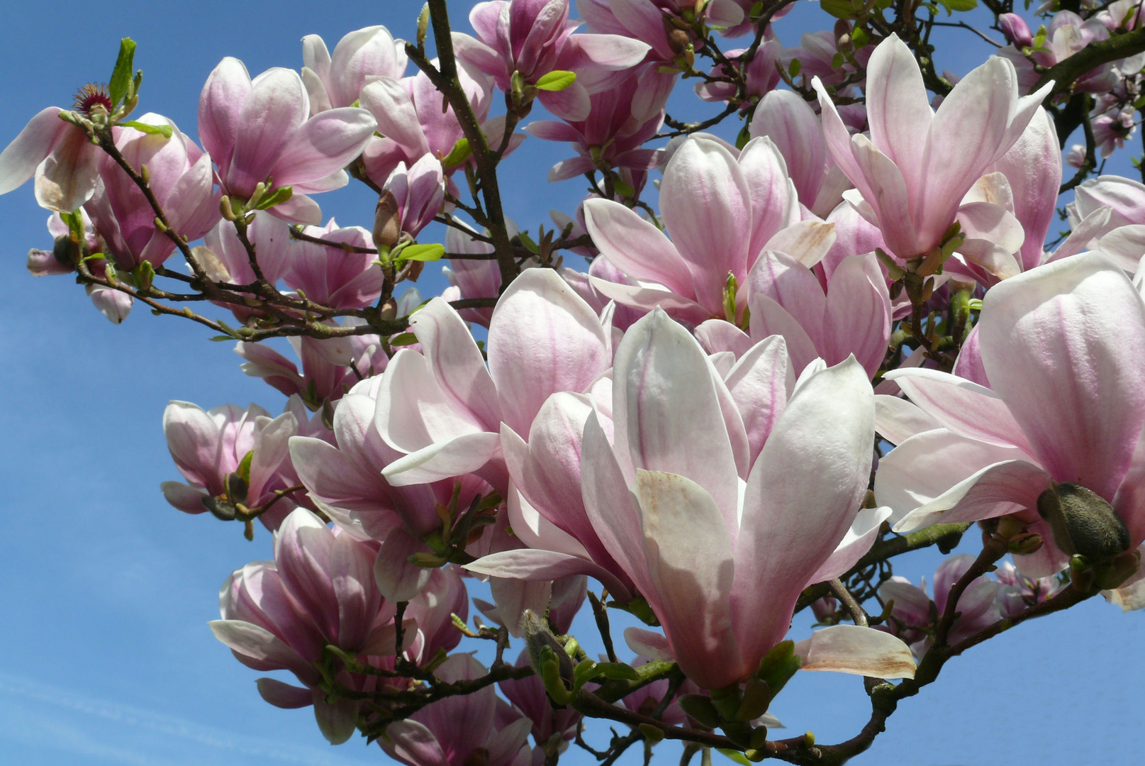  Unsere Magnolie in voller Blüte