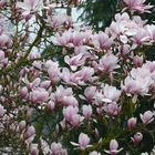 Unsere Magnolie steht derzeit in voller Blüte